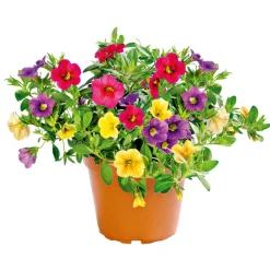 Zauberglöckchen dreifarbig Topf Durchmesser 12 cm ^ Plantiflor