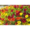 Zauberglöckchen, Topf Ø 13 cm ^ Plantiflor Online