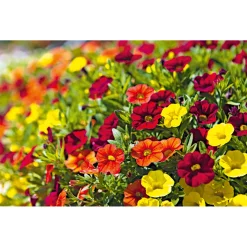 Zauberglöckchen, Topf Ø 13 cm ^ Plantiflor Online