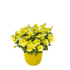 Zauberglöckchen, Topf Ø 13 cm ^ Plantiflor Online