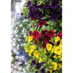 Zauberglöckchen, Topf Ø 13 cm ^ Plantiflor Online
