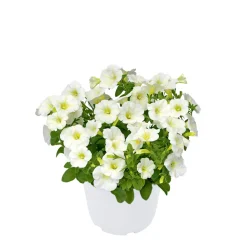 Zauberglöckchen, Topf Ø 13 cm ^ Plantiflor Online