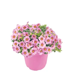 Zauberglöckchen, Topf Ø 13 cm ^ Plantiflor Online