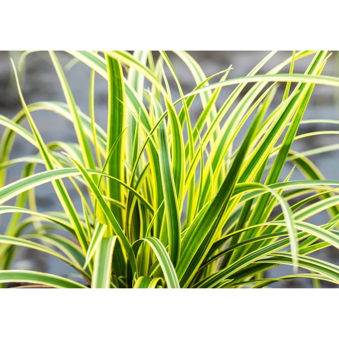 Ziergräser Durchmesser 17 cm versch Sorten ^ Plantiflor Best