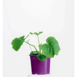 Zucchini Pflanze Topf Durchmesser 12 cm ^ Plantiflor