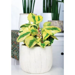 Zwergpfeffer bunt 15-20 cm T12 ^ Plantiflor Hot