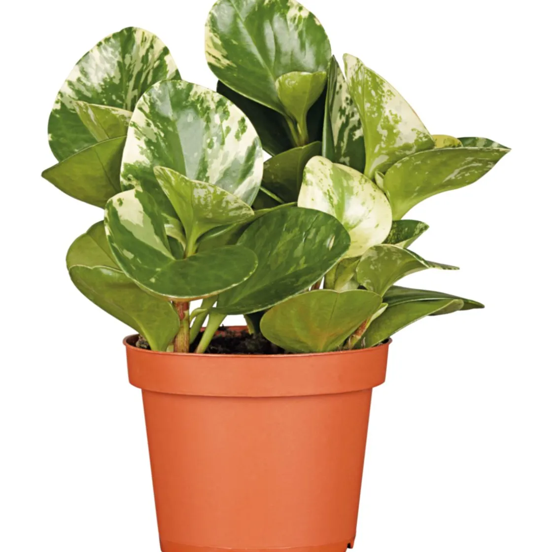 Zwergpfeffer bunt 15-20 cm T12 ^ Plantiflor Hot
