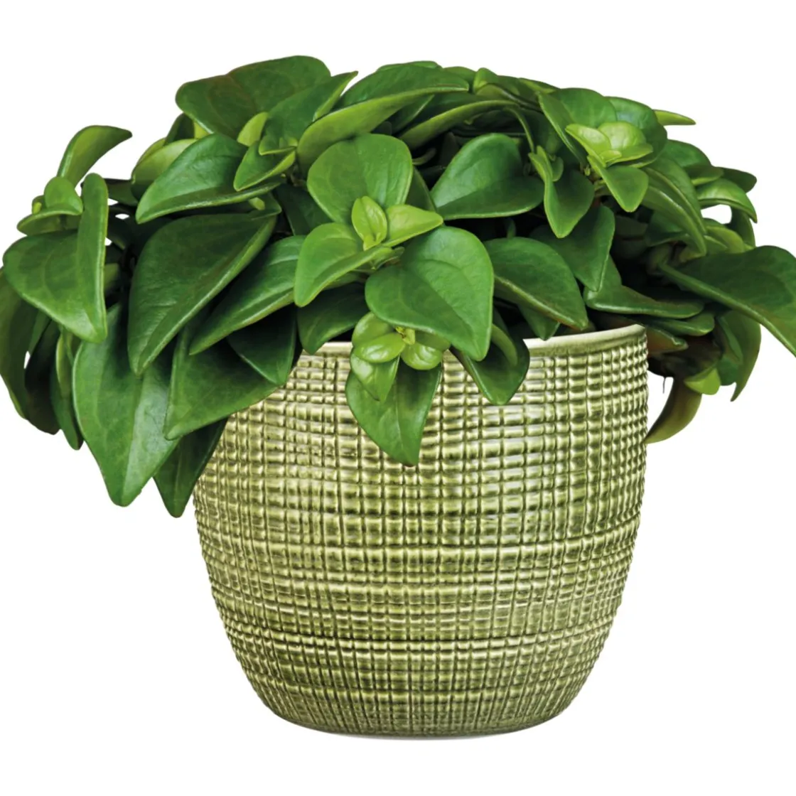 Zwergpfeffer grün 15-20 cm T12 ^ Plantiflor Best