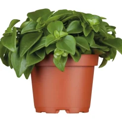 Zwergpfeffer grün 15-20 cm T12 ^ Plantiflor Best