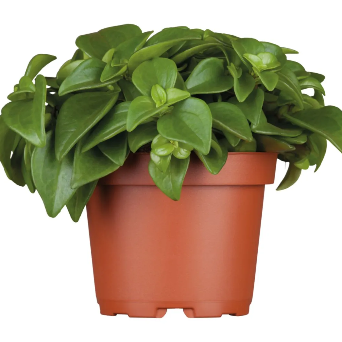Zwergpfeffer grün 15-20 cm T12 ^ Plantiflor Best