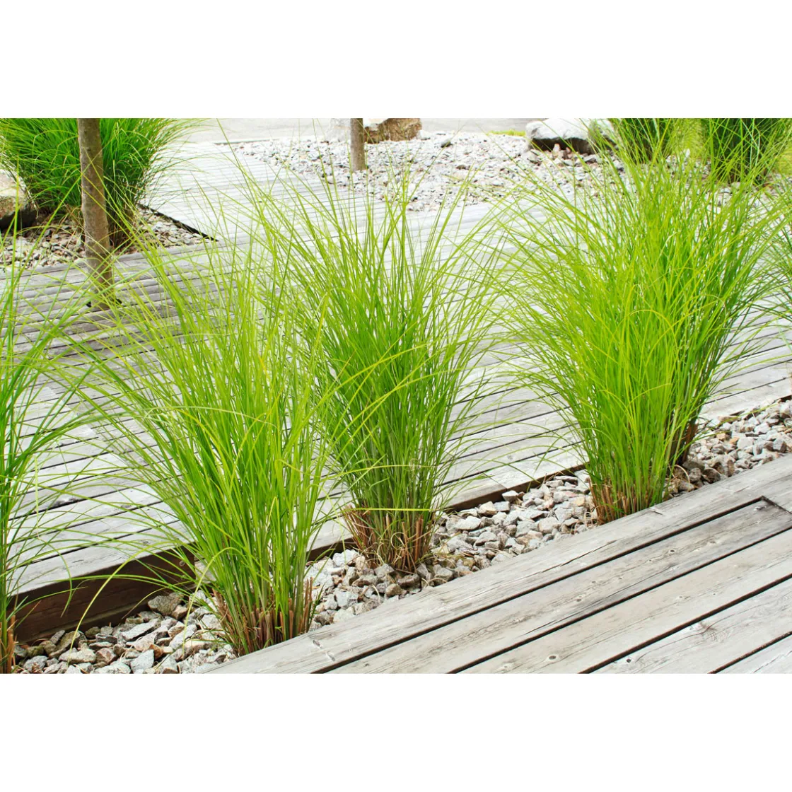 Terrassendiele Kiefer grau 200 x 12 x 2,1 cm ^ Rettenmeier Sale