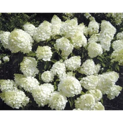 Rispenhortensie Living Creations Topf- Durchmesser 23 cm ^ Hot