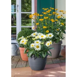 Blumentopf Country Star 270 cm Terrakotta ^ Scheurich Outlet