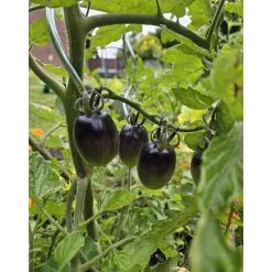Schwarze Cocktailtomate "Black Moon" Topf Durchmesser T10,5 ^ New