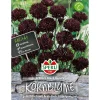 Kornblumen ngs Black Beauty ^ Sperli New