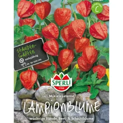 Lampionblumen Mikie´s Laterne ^ Sperli Best