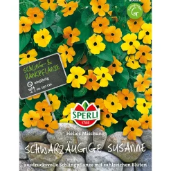 Schwarzäugige Susanne Helios Mischung ^ Sperli Online