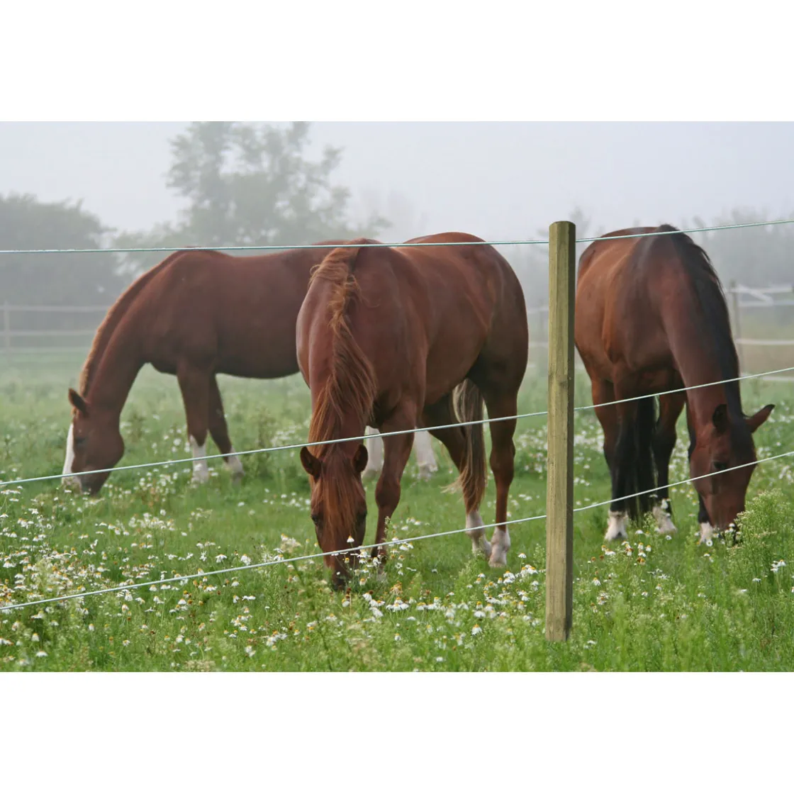 Stahldraht Premium Horse Wire 250 m ^ Hot