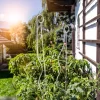 Tomatenspiralstab m. Haken 180cm ^ Windhager New