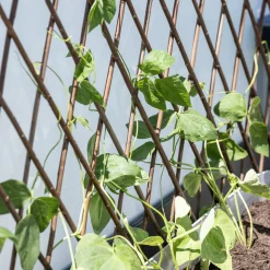 Weide-Spalier ausziehbar 60x180cm ^ Windhager Sale
